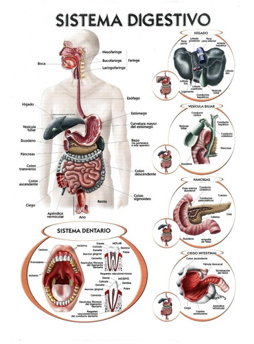 Sistema Digestivo (lámina)