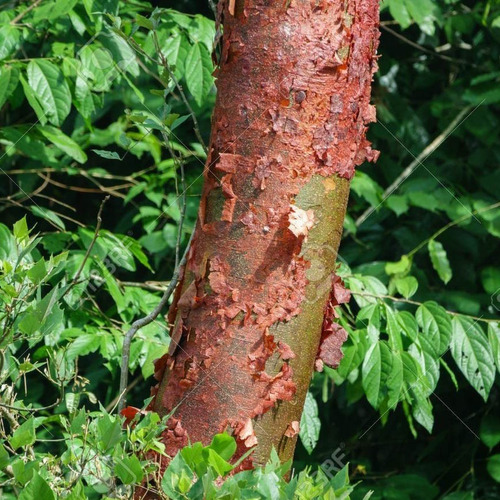 Bursera Simaruba Copal, Bonsai 30 Esquejes Para Plantar