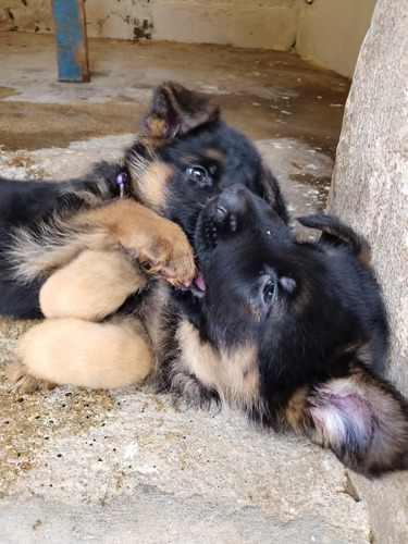 Perros Pastor Alemán Con Pedigree Disponibles Bogotá Pets