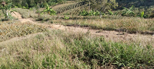 Imagen 4 de 18 de 6 Manzanas En El Zapote San Pedro Pinula Jalapa