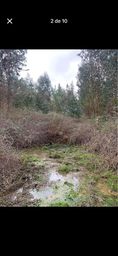 Se Vende O Permuta Campo De 26 Has. Con Eucaliptus En Chudal