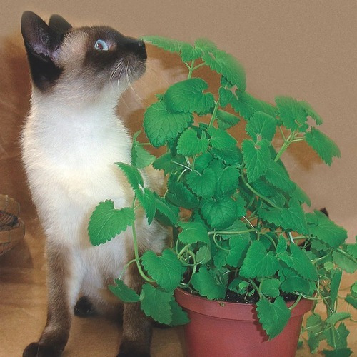 Kit Sementes De Grama E Erva Dos Gatos Catnip Promoçao
