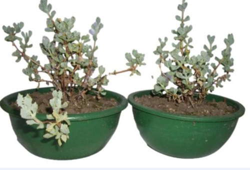 Plantas - Suculenta ( Hielo Rosa ) Colgantes- Cubre Suelos