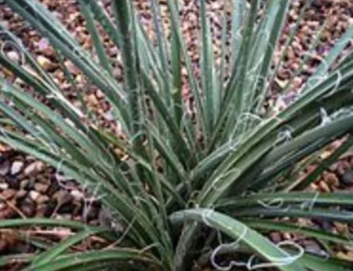 Hesperaloe Parviflora, Yucca Roja, 10 Semillas, Mp