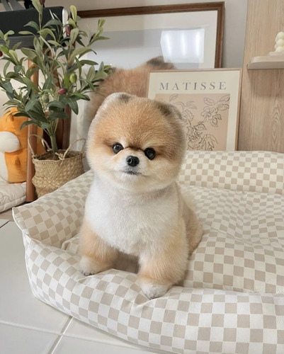 Pomerania 10 Beige