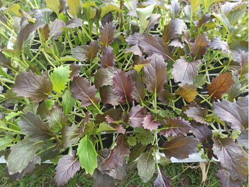 Plantines De Huerta, $5 Por Unidad, $200 Bandeja De 100