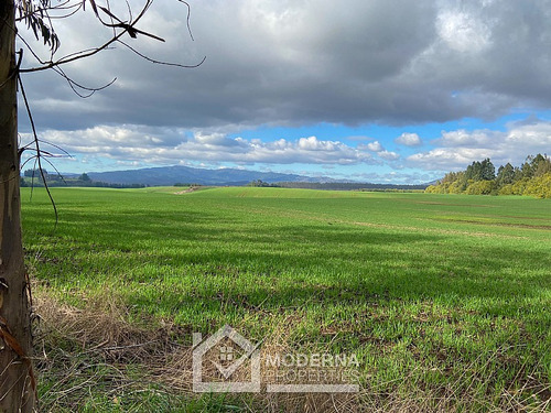 Campo 964 Ha. Con Uva, Forestal Y Forraje