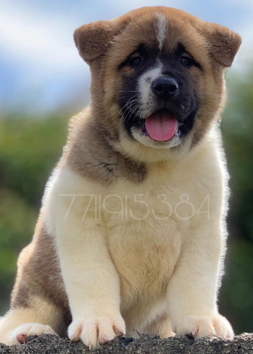 Cachorro Akita Americano