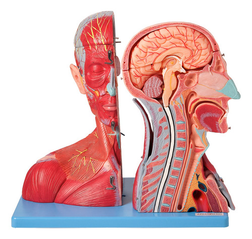 Cabeça Muscular Vasos, Nervos Cérebro Em 19 Partes Anatomic