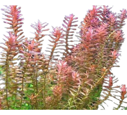 Rotala Pink Planta Acuatica