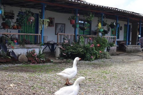 Se Vende Finca Córdoba Quindío 