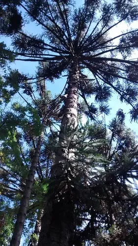 80 Semillas Araucaria Angustifolia. Pino Paraná Cosecha 5/19
