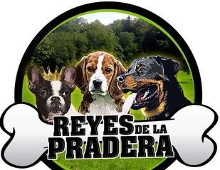 Imagen 9 de 9 de Cachorros Rottweiler Pedigree Kcu