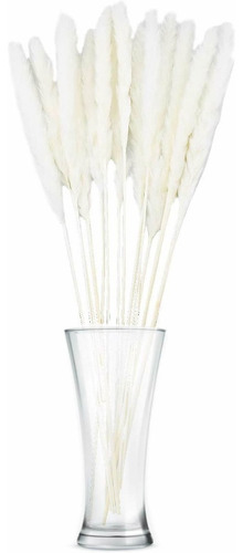 Imagen 7 de 10 de Cola De Zorro Plantas De Interior Artificiales