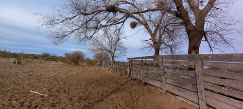Imagen 19 de 19 de Campo 5000 Ha En El Dpto. Limay Mahuida- La Pampa