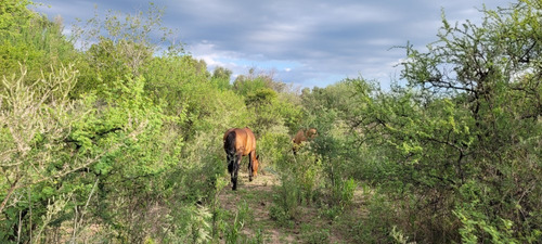 Imagen 7 de 27 de Oportunidad Hermoso Campo Productivo Las Tapias
