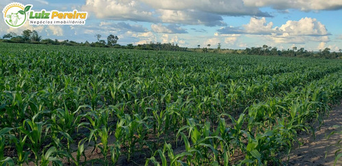 Imagem 2 de 15 de Fazenda À Venda Em Breu Branco - Pa 1.377 Hectares (dupla Aptidão) - 2271