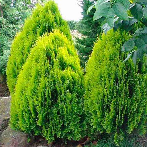 Árbol De Tulia (thuja Orientalis) Más Semillas