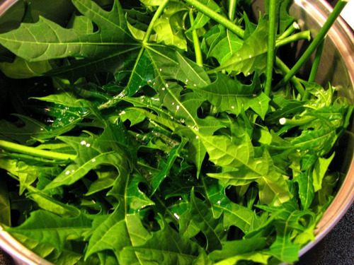 500 Gramos Chaya Partes Aereas Secas Infusion