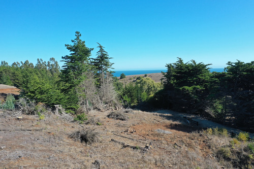 Mar Y Bosque Sobre Punta De Lobos