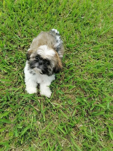 Perros Shitzu Mini Cachorros Shih Tzu Chitsu Chizu Perritos