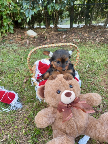 Cachorras Yorkshire Terrier