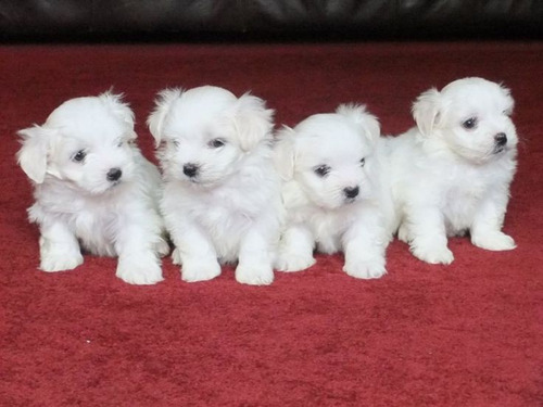 Cachorros Bichon Maltés Pachones.