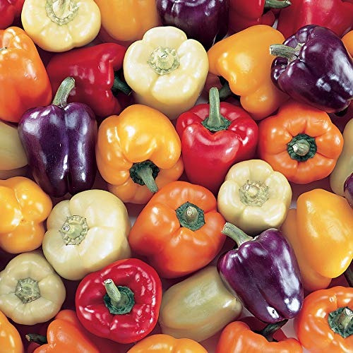 Burpee Carnival Mix Hybrid (orgánico) Sweet Pepper Seeds 100