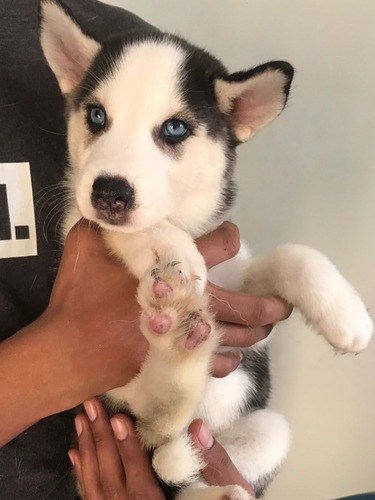 Cachorros Lobo Siberiano / Husky