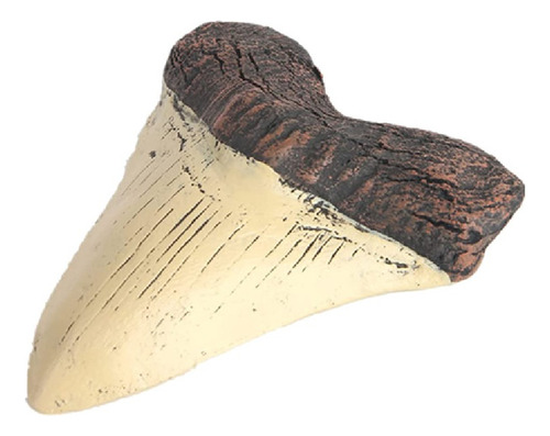 Megalodon Tooth Fossil Dente Gigante Representante De Res