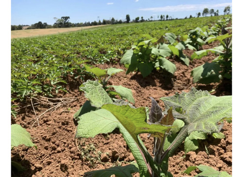 Mudas De Batata Yacon 30 Rizomas Livre De Agrotóxicos Oferta
