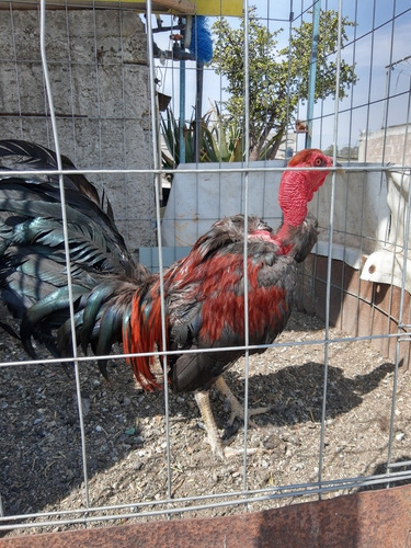Gallo De Pelea Fino Pelón (Usado)