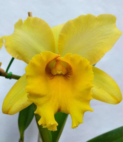 Orquidea Cattleya Blc Gisele Bundchen - Perfumada * Adulta * | Parcelamento  sem juros
