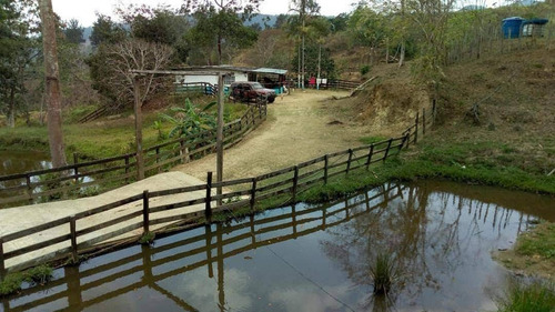 Imagen 10 de 14 de Finca En Venta En Bejuma