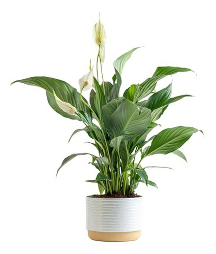 Planta Interior: Lirio De La Paz, Compatible Con .