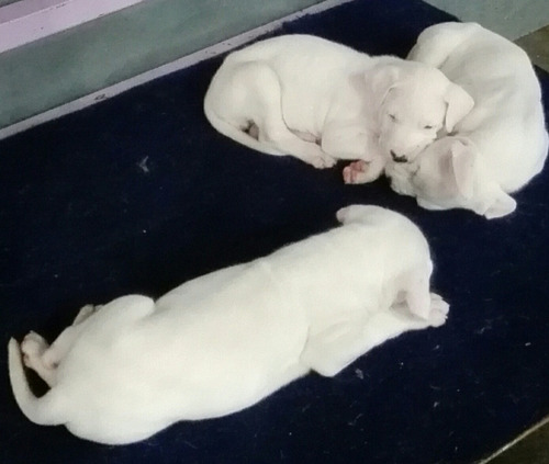 Imagen 5 de 8 de Dogo Argentino Cachorros De Excelente Linea De Sangre