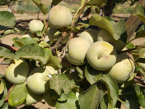 Imagen 17 de 21 de Agrícola En Venta En Curacaví Con Producción De 73 Nogales