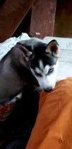 Comprar Husky Siberiano Macho Pelaje Largo Azul.