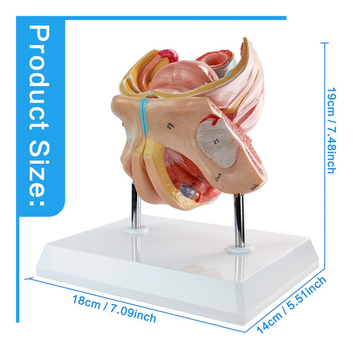 Modelo Anatomico De Organos Genitales Femeninos Humanos.