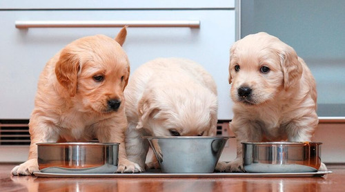 Cachorros Golden Retriever