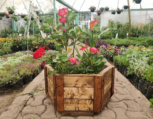 Imagen 4 de 7 de Maceta De Madera Tipo Jardinera Hexagonal Color Roble