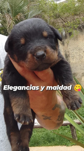 Cachorros Rottweiler Padres Alemanes Abuelos Campeones 