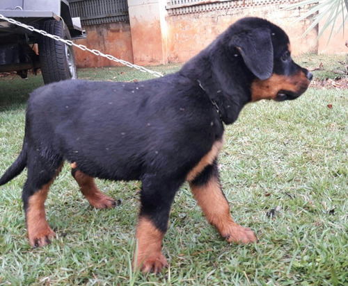 Rottweiler Filhote