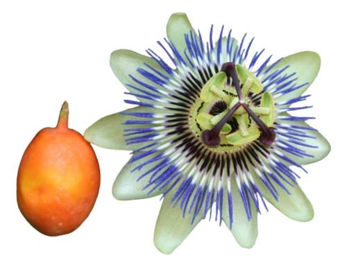 Mburucuyá Pasionaria Passiflora Caerulea Atrae Mariposas