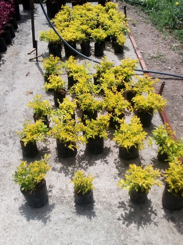 Plantas Garbancillos