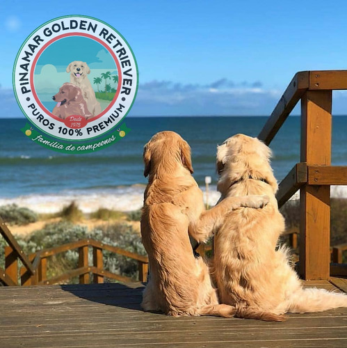 Nuestros Golden Retriever De La Costa Verde A Todo El Pais
