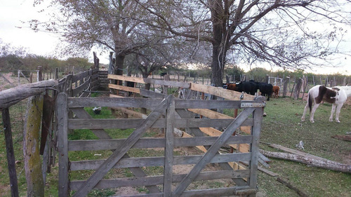 Imagen 7 de 19 de Campo 5000 Ha En El Dpto. Limay Mahuida- La Pampa