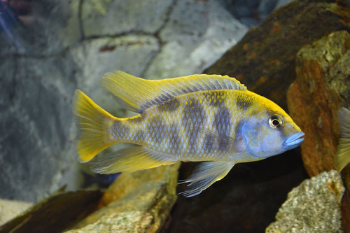 Pez Venustus Haplochromis Venustus Acuario Tropical Africano