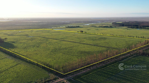 Imagen 12 de 14 de Se Vende Campo Foresto-ganadero De 1123 Ha En Paraje Galarza. Iberá. Corrientes