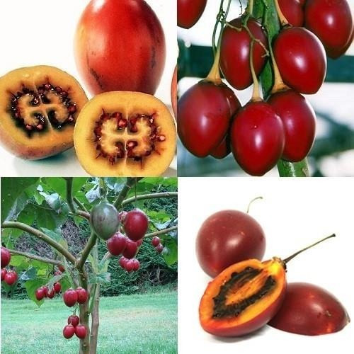 Sementes Fruta Tamarilho Tomate De Arvore Tamarillo P Mudas